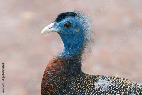 Great Argus Pheasant (Argusianus argus), Native to Southeast Asia photo