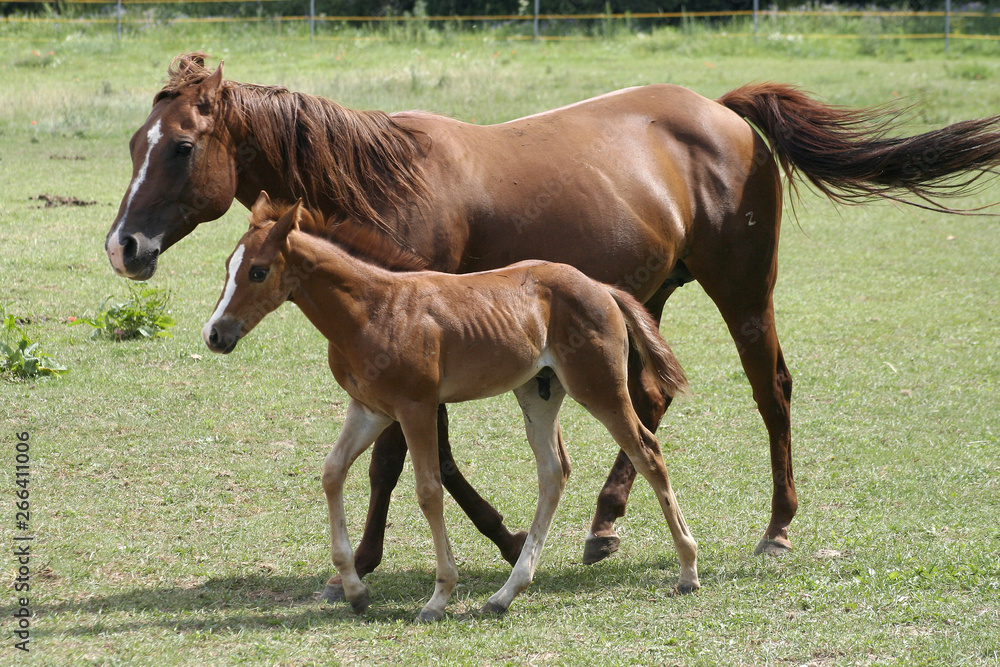 Fototapeta premium mare and foal