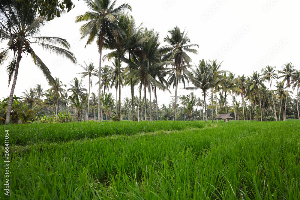 Rice fields, green grass. Bali ,Indonesia. bright nature background. Rice fields, green grass. Bali ,Indonesia. bright nature background.