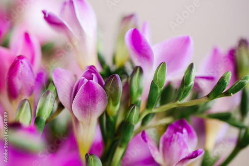 purple freesia photo