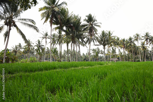 Rice fields  green grass. Bali  Indonesia. bright nature background.