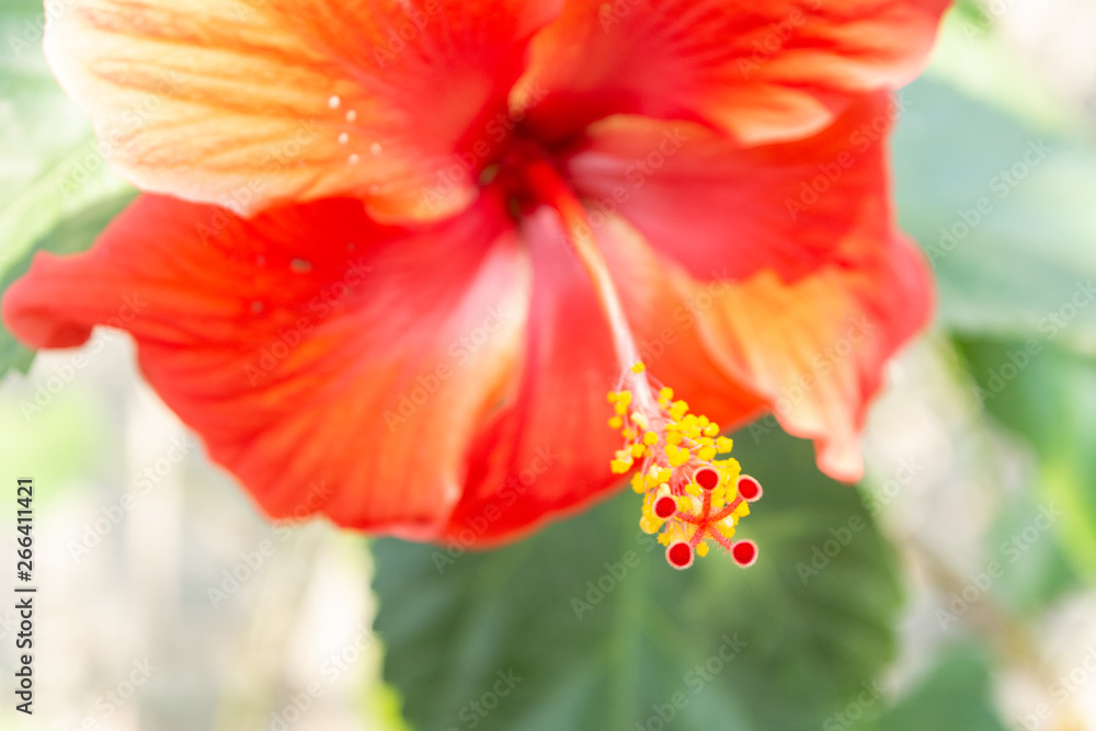 Fototapeta premium hibisco