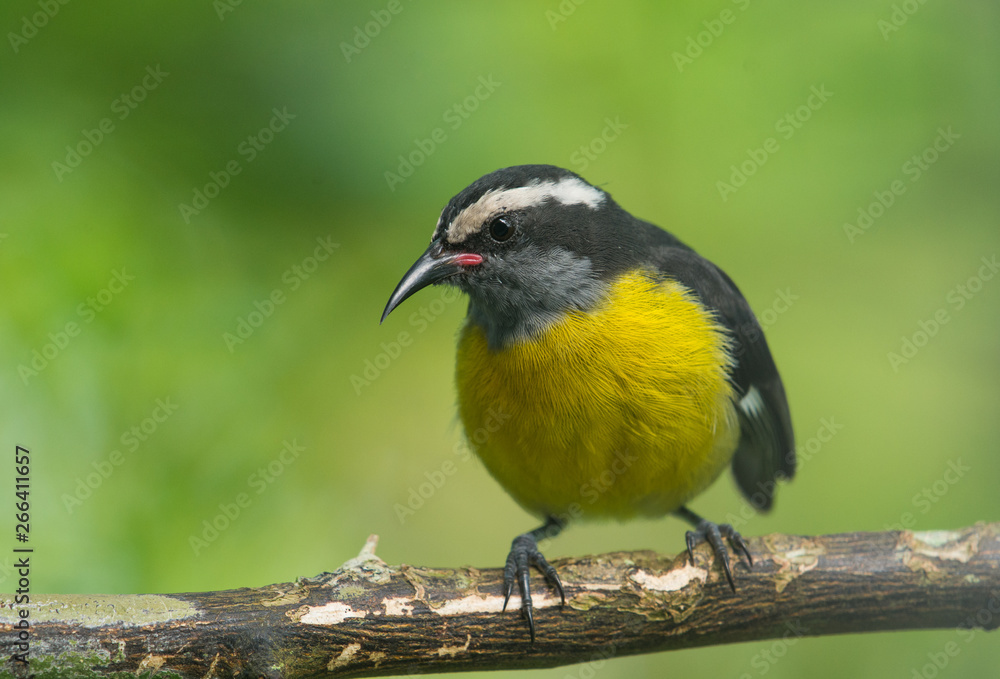 Bananaquit