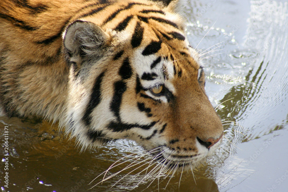 Naklejka premium tiger in zoo