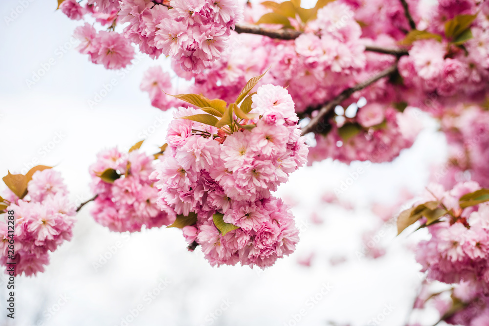 Beautiful cherry blossom sakura in spring time on nature background