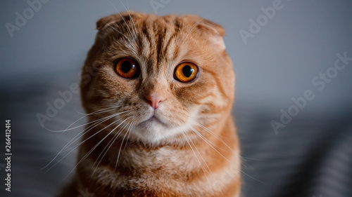 Young ginger scottish fold male cat,