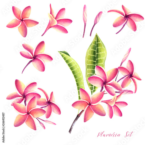 Set of tropical plumeria plants. Isolated realistic watercolor illustration of fragipani flowers and leaves.