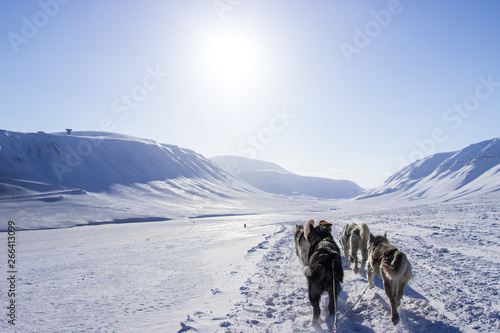 Cuadro en lienzo Arctic Mushing