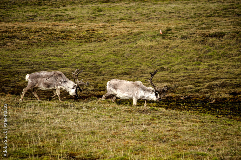 Svalbard Reindeer Svalbard Reindeer