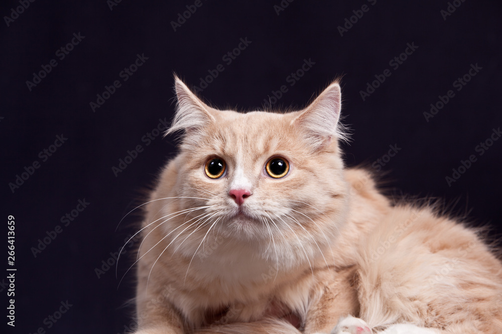 .Fluffy red and white striped siberian cat on black background