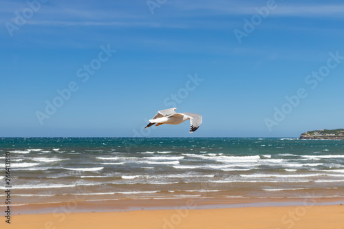 Beautiful seagull flies in stormy weather on the background of a sandy beach and ocean surf