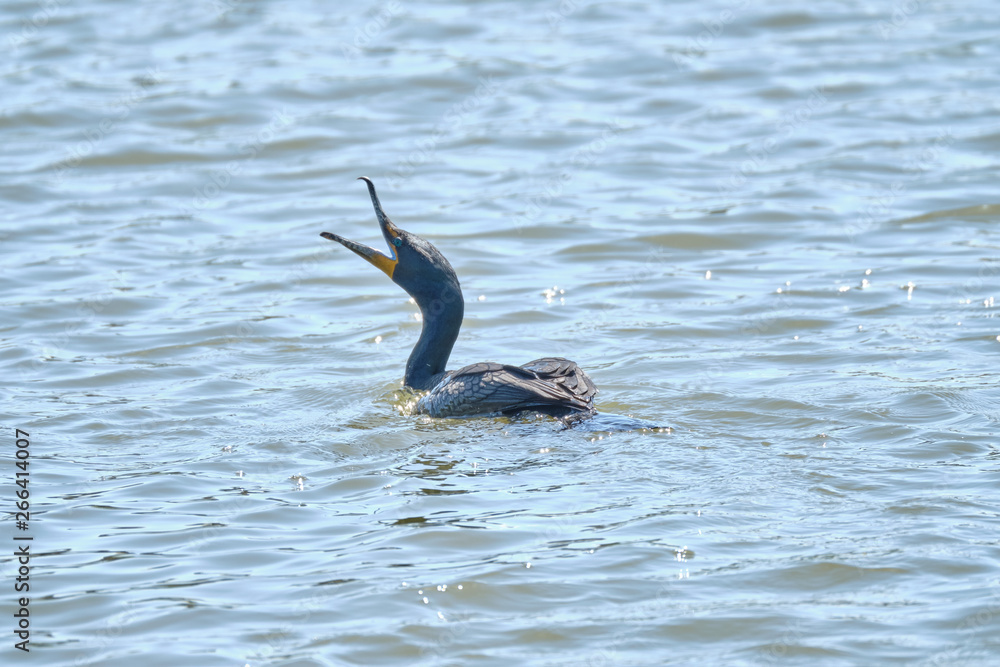 Obraz premium Cormorant in the water