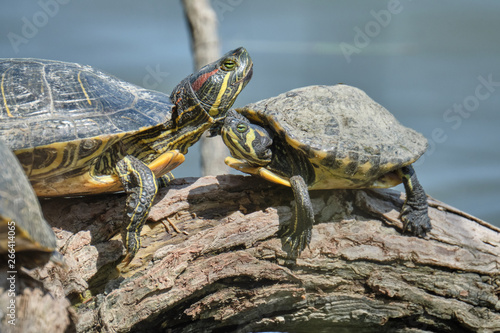 Turtles kissing