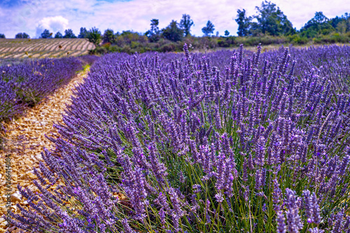 Lavender of Provence, harvesting of purple lavender aromatic plants on summer fields in Val de Sault, Vaucluse, France