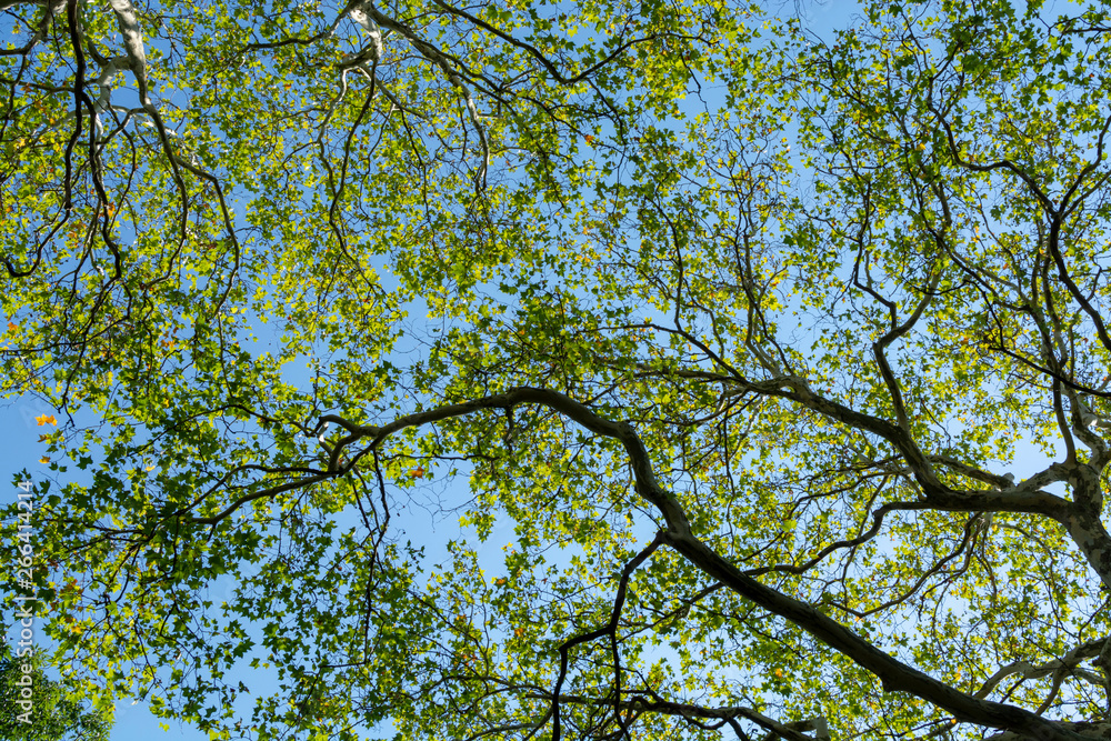 Nature background with big platanus tree and blue sky, up view Nature background with big platanus tree and blue sky, up view