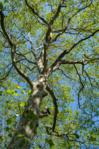 Nature background with big platanus tree and blue sky, up view