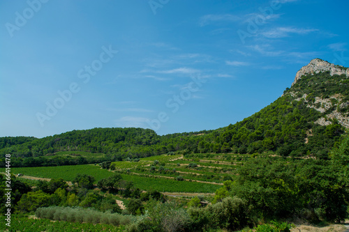 Landscape with green vineyards in Luberon, Privence, France © barmalini