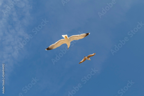 Two beautiful seagulls are flying against the blue sky with cirrus clouds.