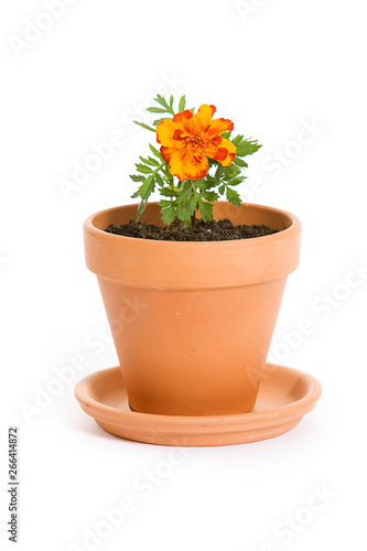 Garden: Single Marigold Seedling in Pot