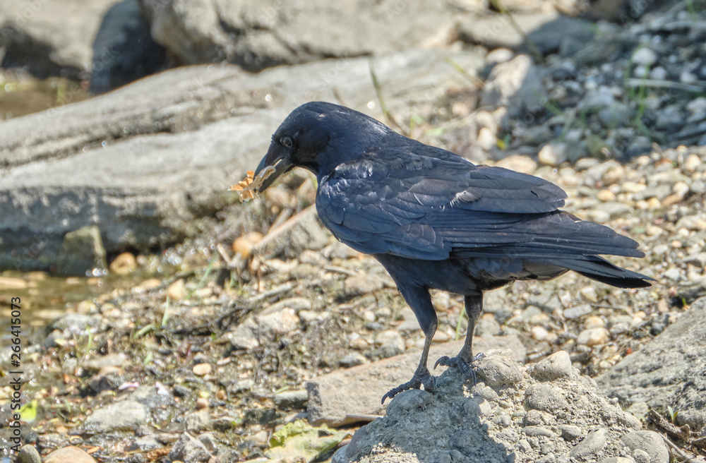 Obraz premium Crow