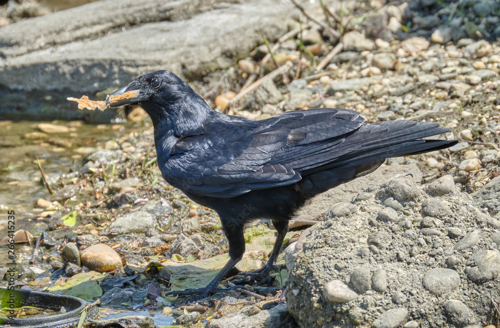 Naklejka premium Crow