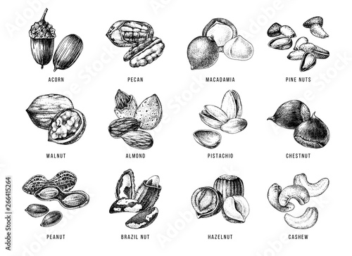 Hand drawn set of 12 edible nuts