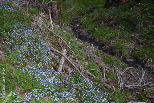 Frühling, Jahreszeit, Blume, Blumen, blühen, wachsen, gedeihen, Wald, Frühlingsgruß, Blüte, Blüten, Blütenpracht, Wiese, Waldwiese, Lichtung, Waldlichtung, Frauenstein, Kraig, Sankt Veit, Sankt Veit a photo