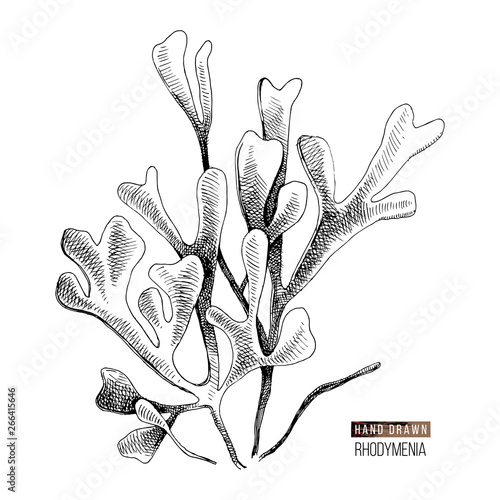 Hand drawn rhodymenia palmata seaweed