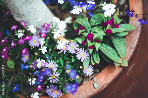 Wallpaper Mural nature poster. blooming flowers Torontodigital.ca