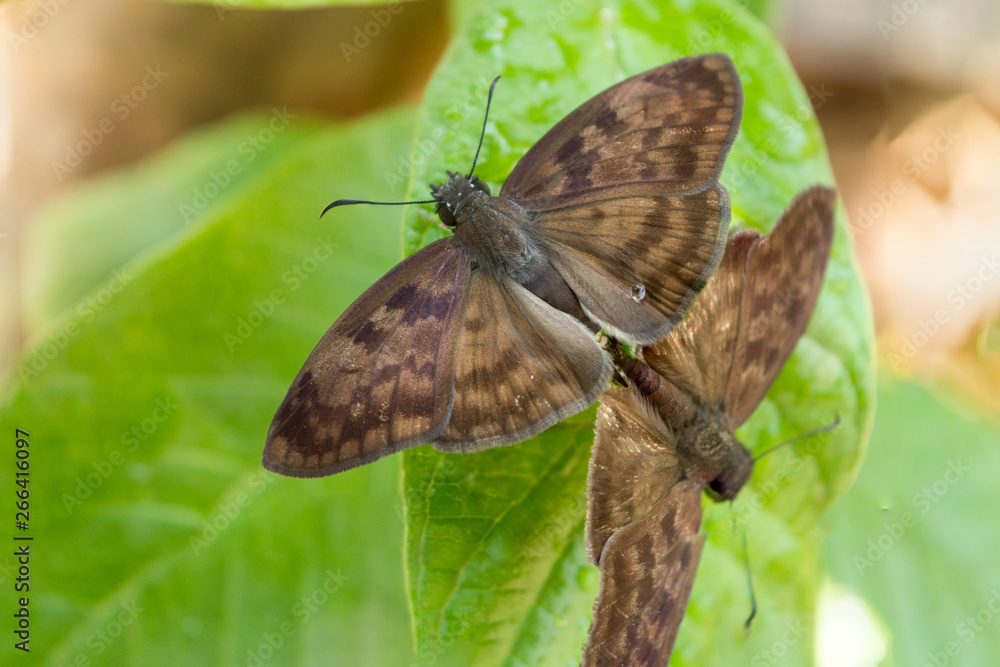 Fototapeta premium insecto