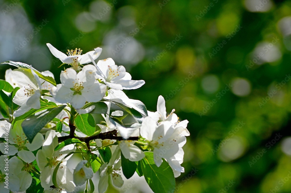 Delicate flowers of white apple under the warm sunshine