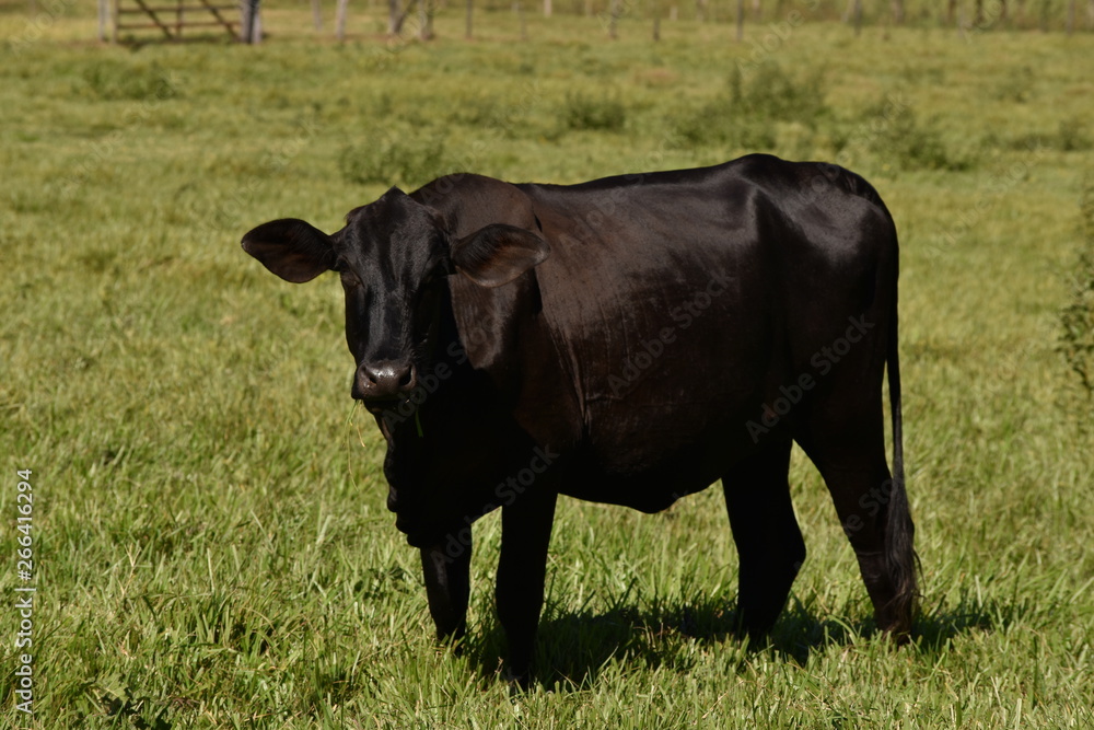 Black Cow Cattle Farm