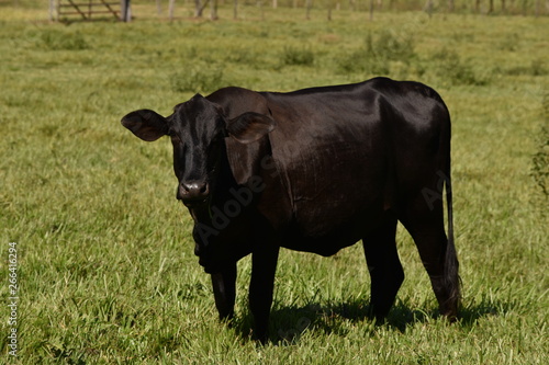 Black Cow Cattle Farm