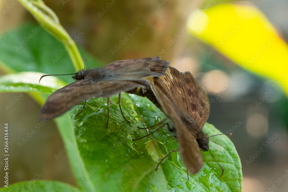 Obraz premium insecto