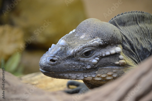 lizard on a rock closeup