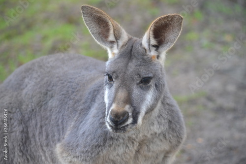 kangaroo in zoo © Mike