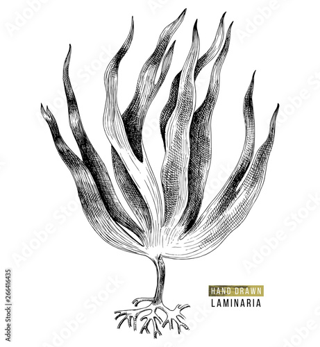 Hand drawn laminaria digitata seaweed