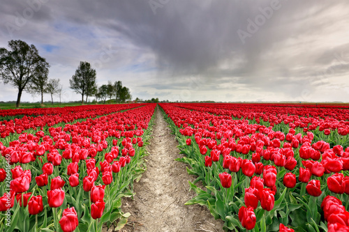 Foto rain shower over ed tulip field