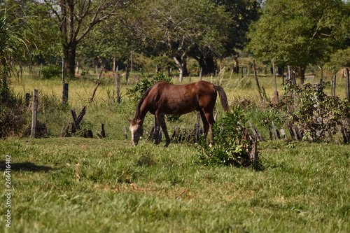 Brown Farm Horse © Andressa