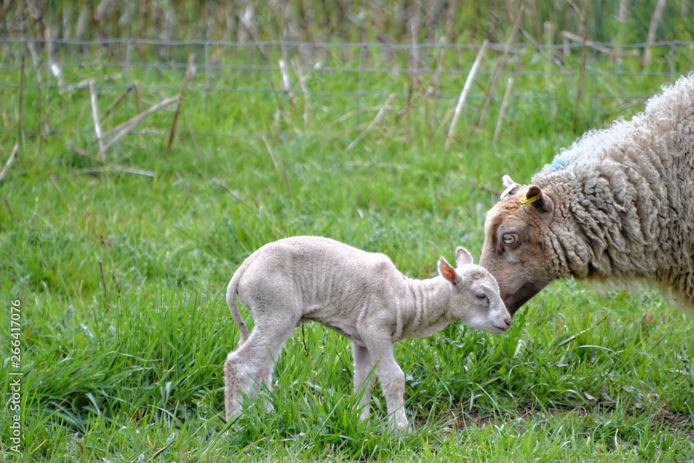 Fototapeta premium lamb on green grass with mum