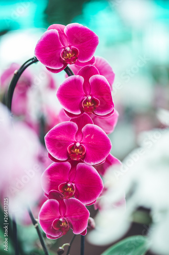 nature poster. blooming flowers photo