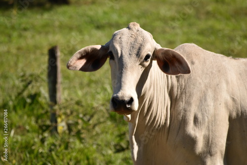 Cow Cattle Farm