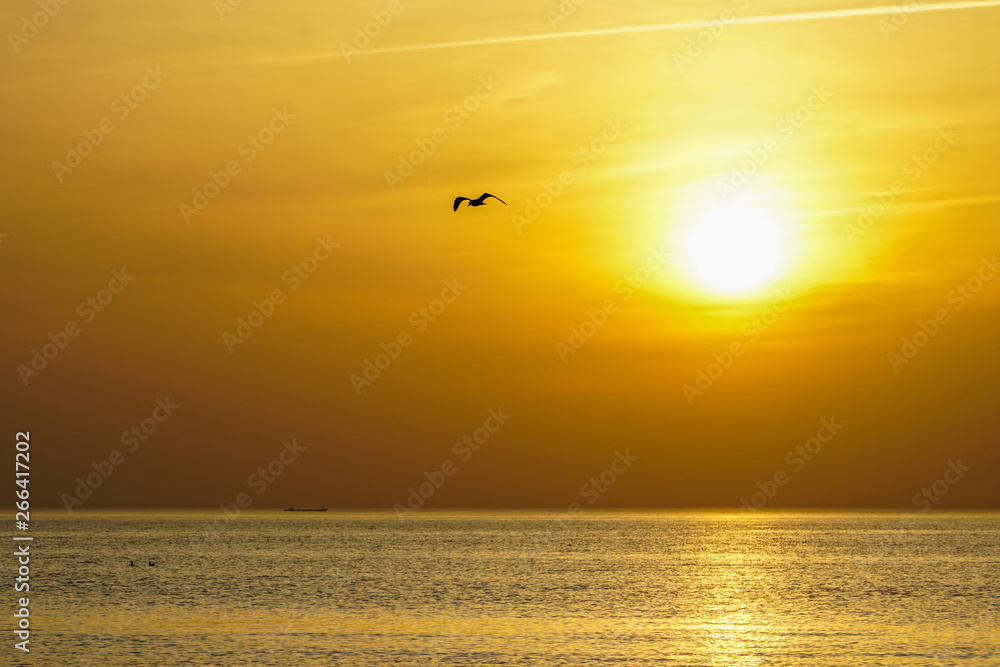Silhouette of flying bird on sea sunset Silhouette of flying bird on sea sunset