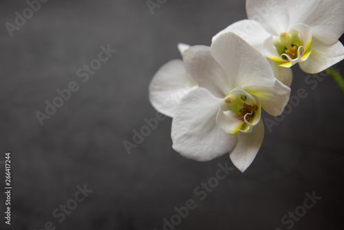 Branch of blooming white orchid  darj background