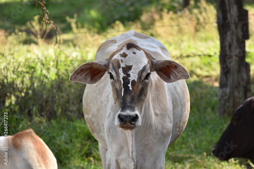 Cow Cattle Farm