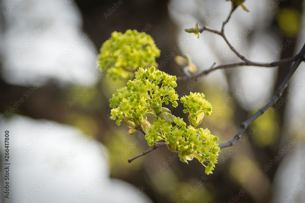 the flowers on the tree, catkins of a willow. the background image place for text