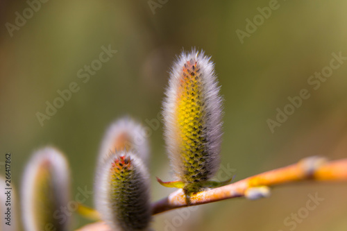 Pussy willow branches with catkins