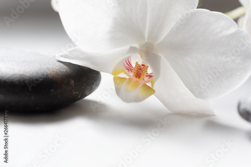 Close up of a white orchid on black stone.