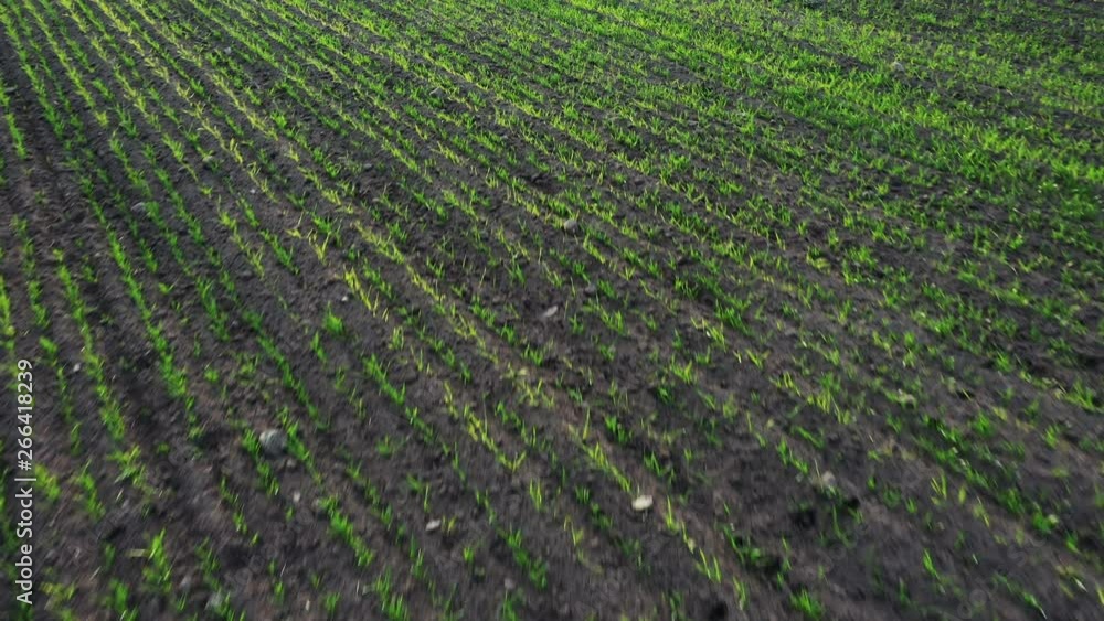 Green young wheat windy field from aerial drone view. Soybean or bean cultures field ripening at spring season, grain varieties agricultural landscape. Green young wheat windy field from aerial drone view. Soybean or bean cultures field ripening at spring season, grain varieties agricultural landscape.