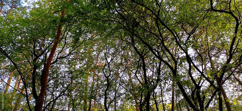 Obraz premium Wald
